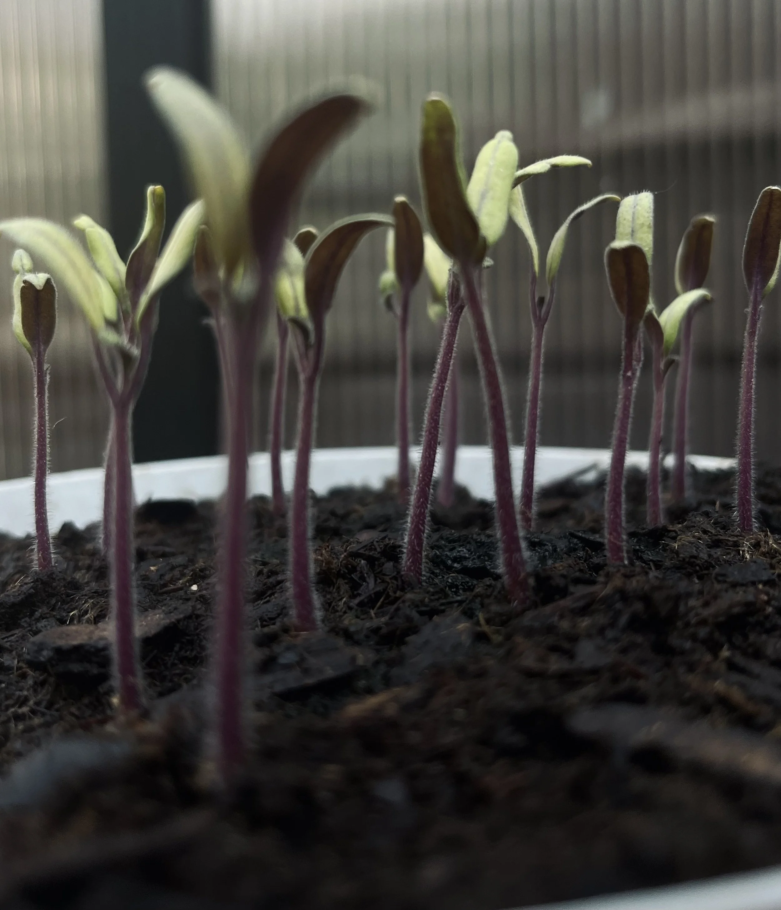 The 6 Stages of Growing From Seed