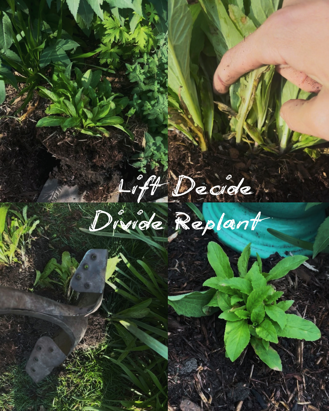 An Anxious Beginner’s Guide to Free Plants