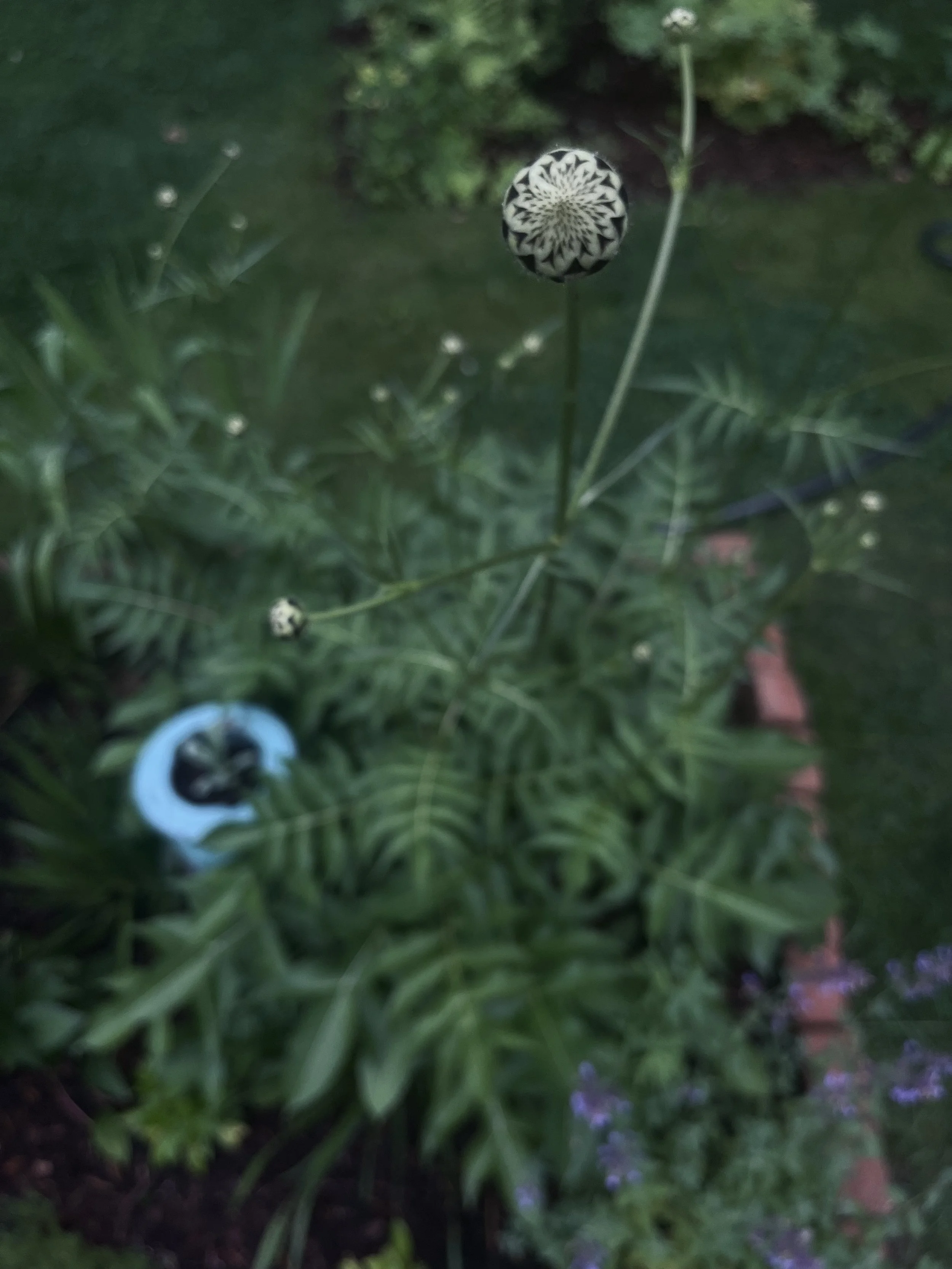A Lesson from the Garden