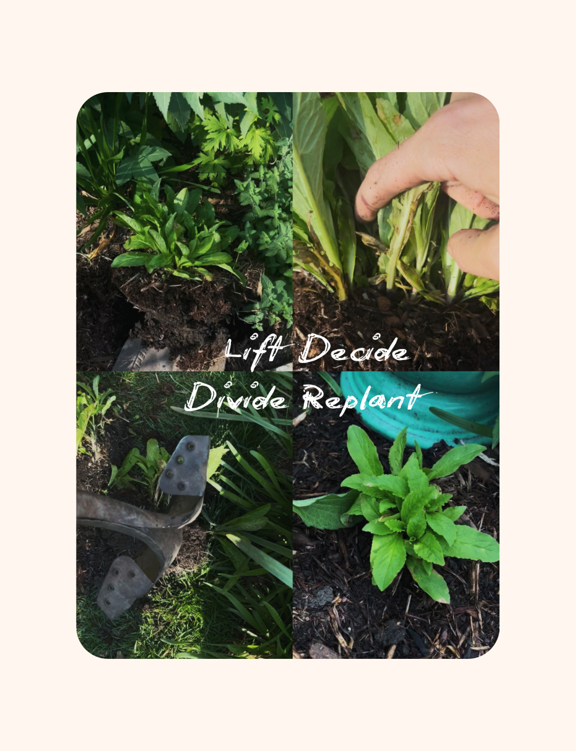 An Anxious Beginner’s Guide to Free Plants