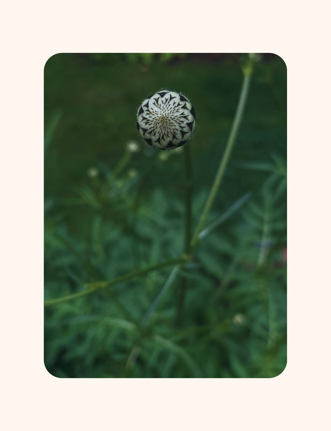 A Lesson from the Garden