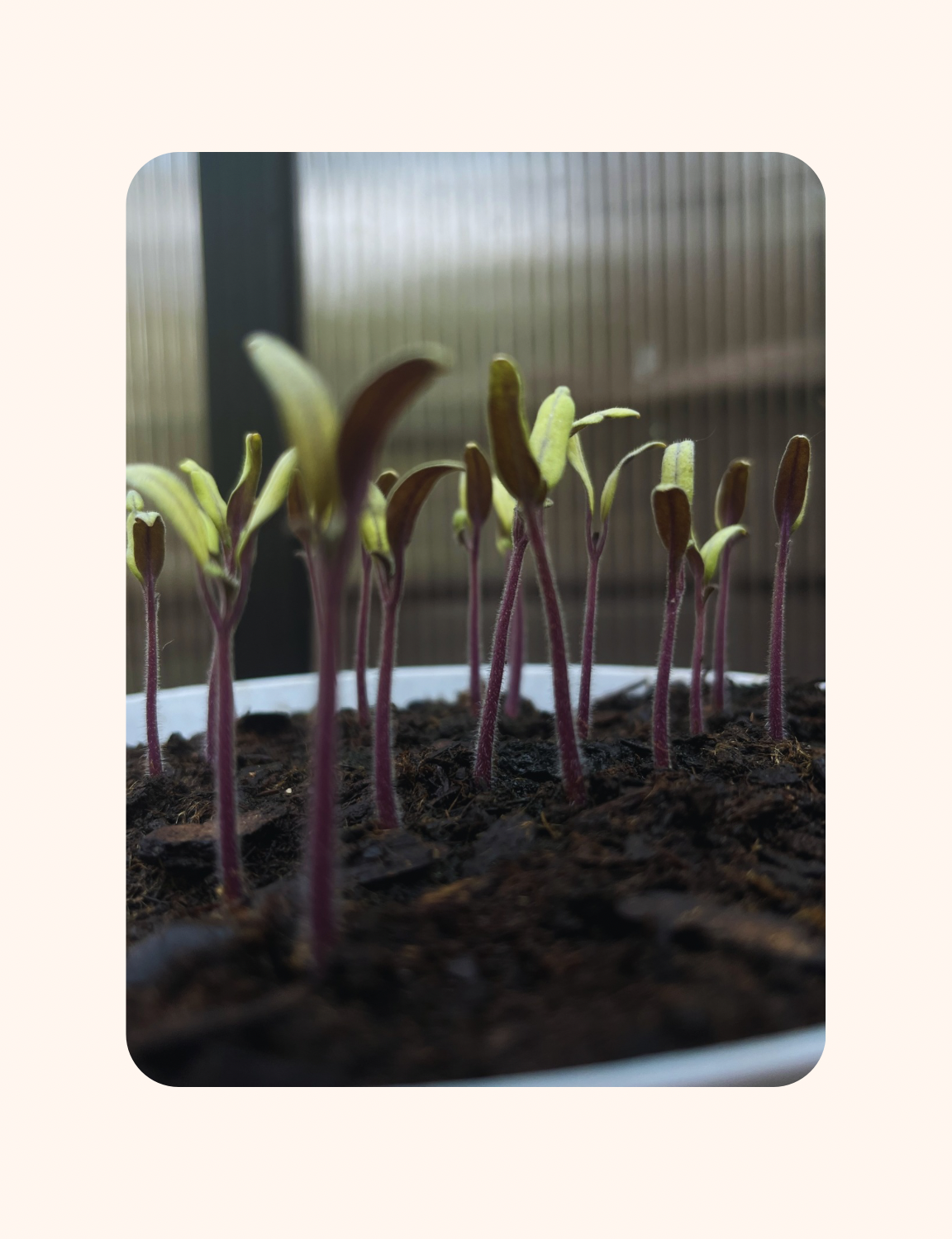 The 6 Stages of Growing From Seed
