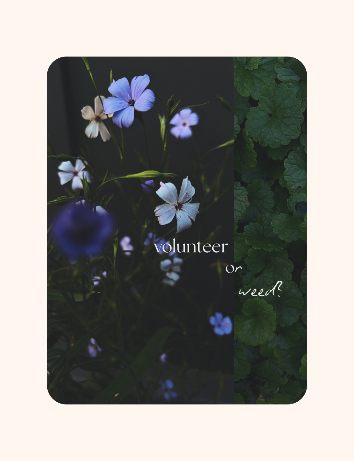 Volunteer or Weed?
