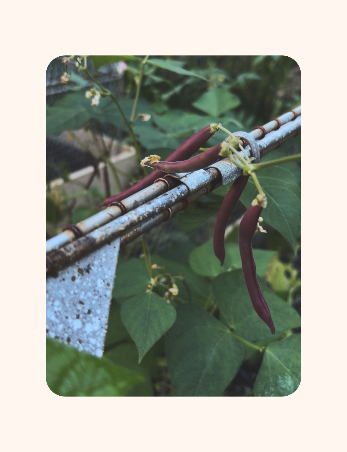 10 Things I learned in the Garden this Season.