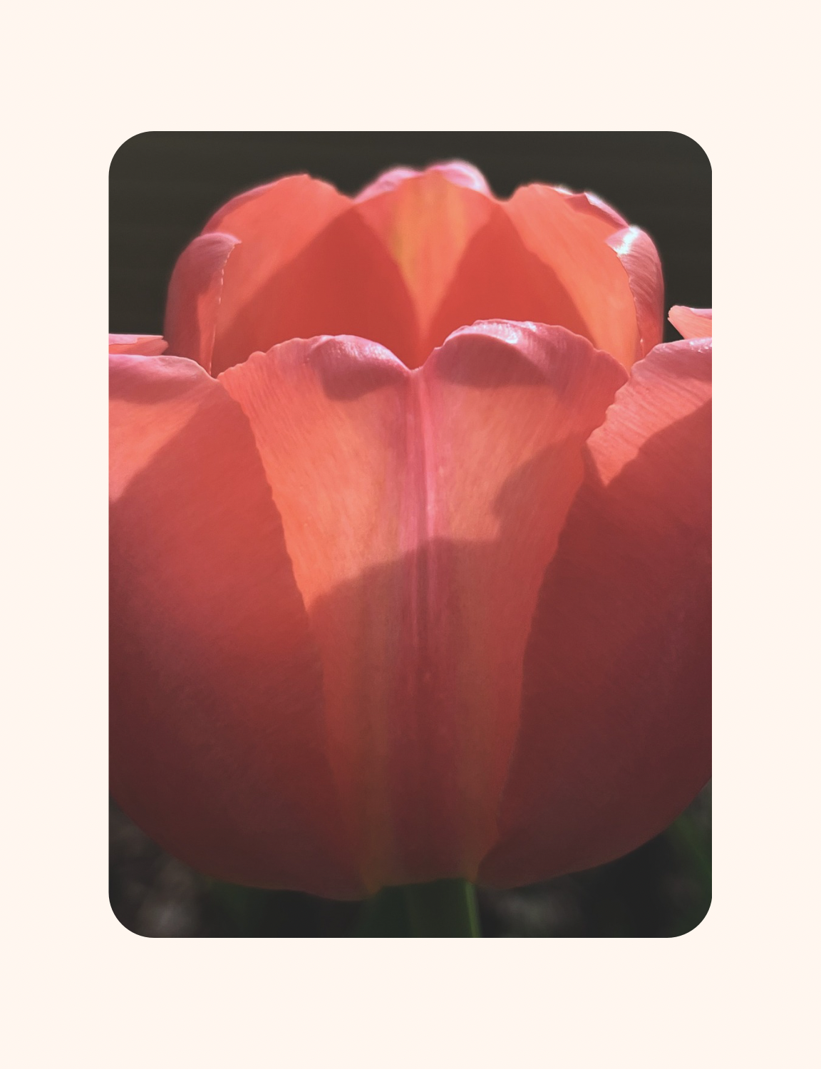 Remember the tulips!