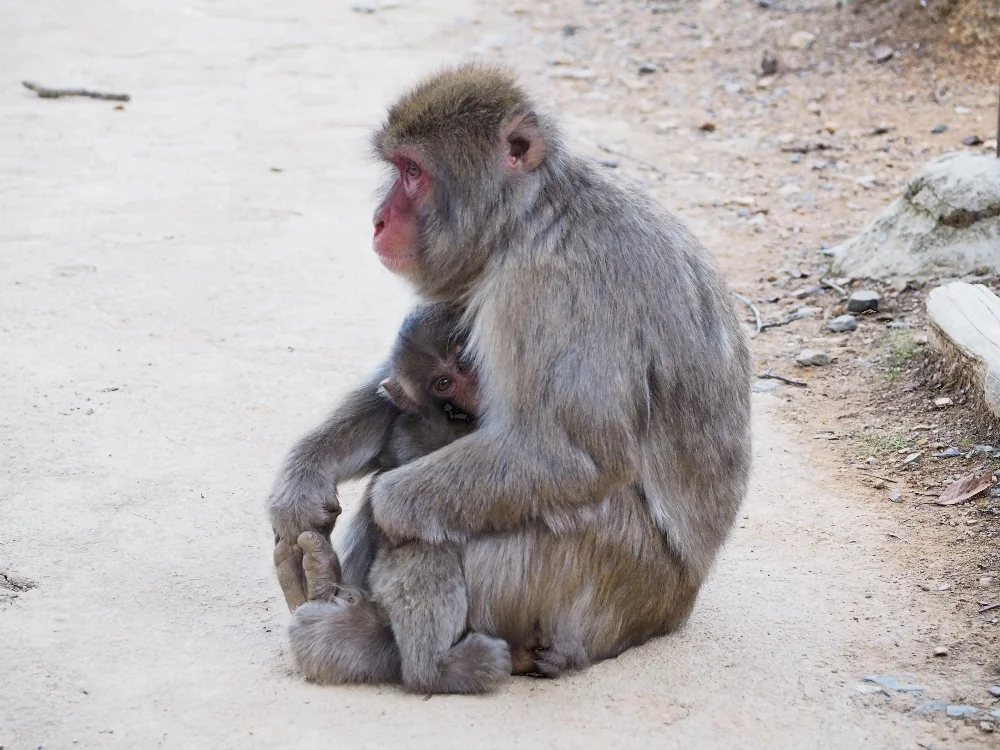 Monkeys.jpg