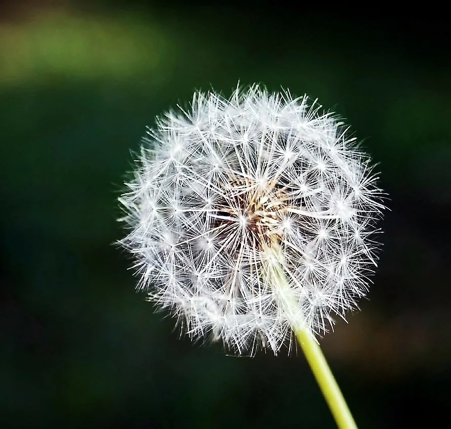 dandelion- (2).jpg