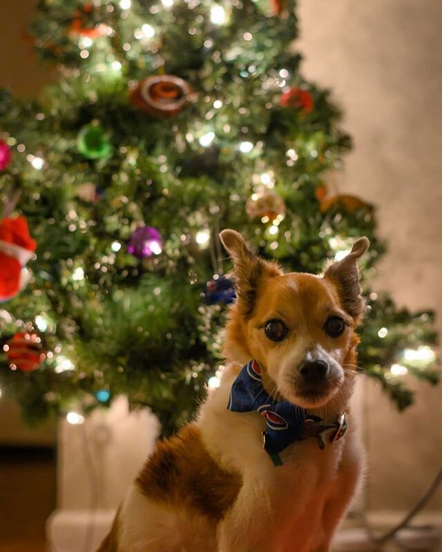 Merry Christmas and happy holidays everyone!
So happy to have another one with Wrigley. He even put up with me trying to get some holiday pictures with him with my new camera.