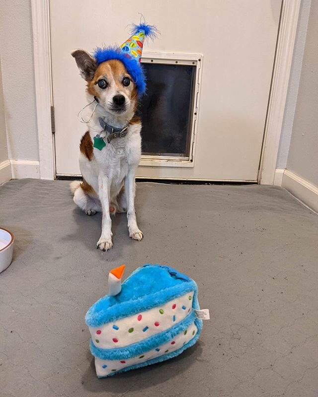 Happy 15th Birthday Wrigley!!! 15!! He's gonna get his learner's permit and start driving me around now!

I got him a hat, pretty sure base on the look of fear in his face, he's not a fan...
All The Best gave him a birthday cake squeaky toy which he 