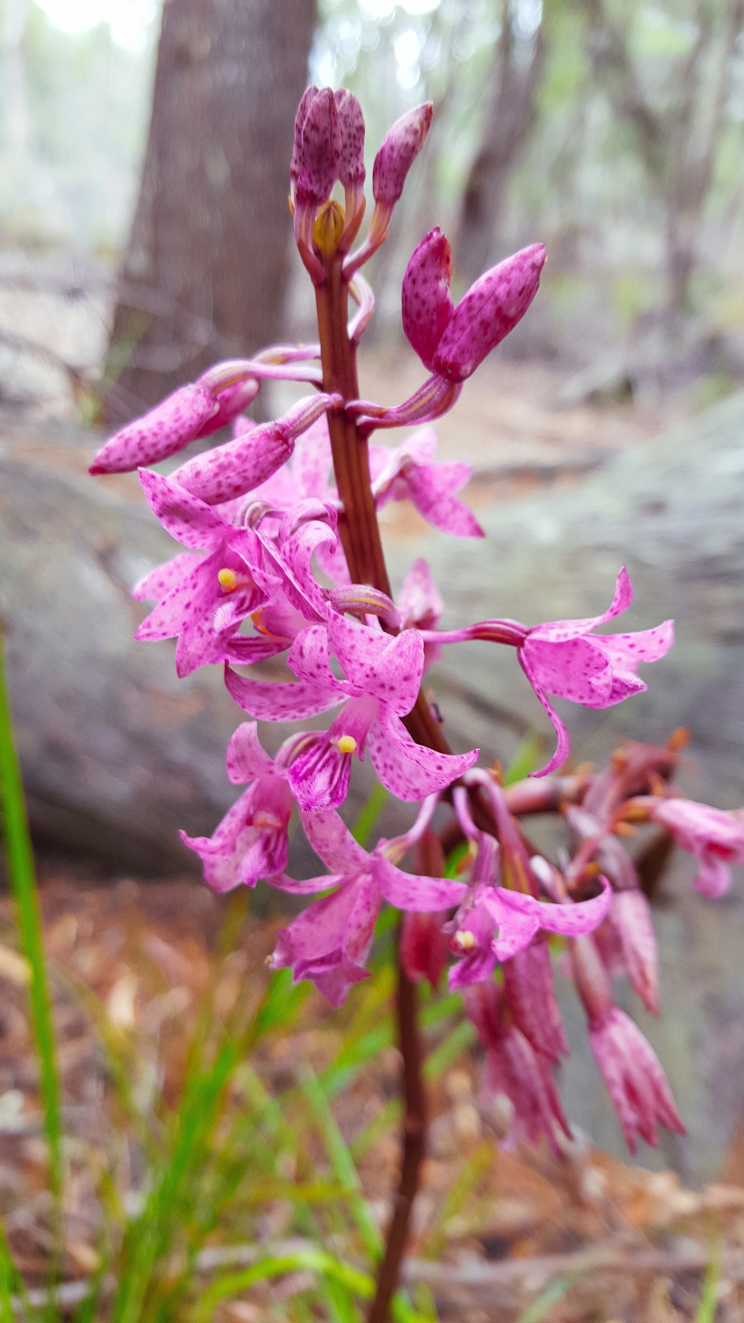 Native Orchid