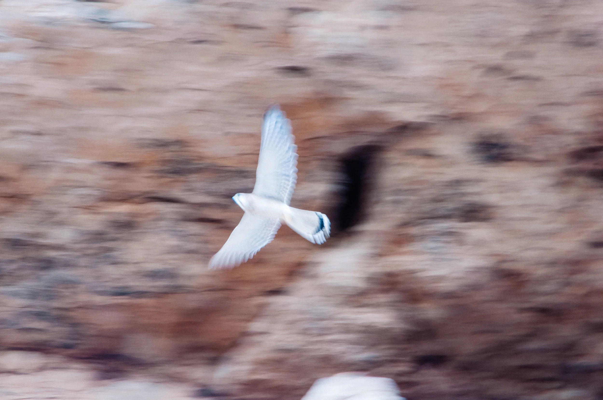 DSC_0474.jpg