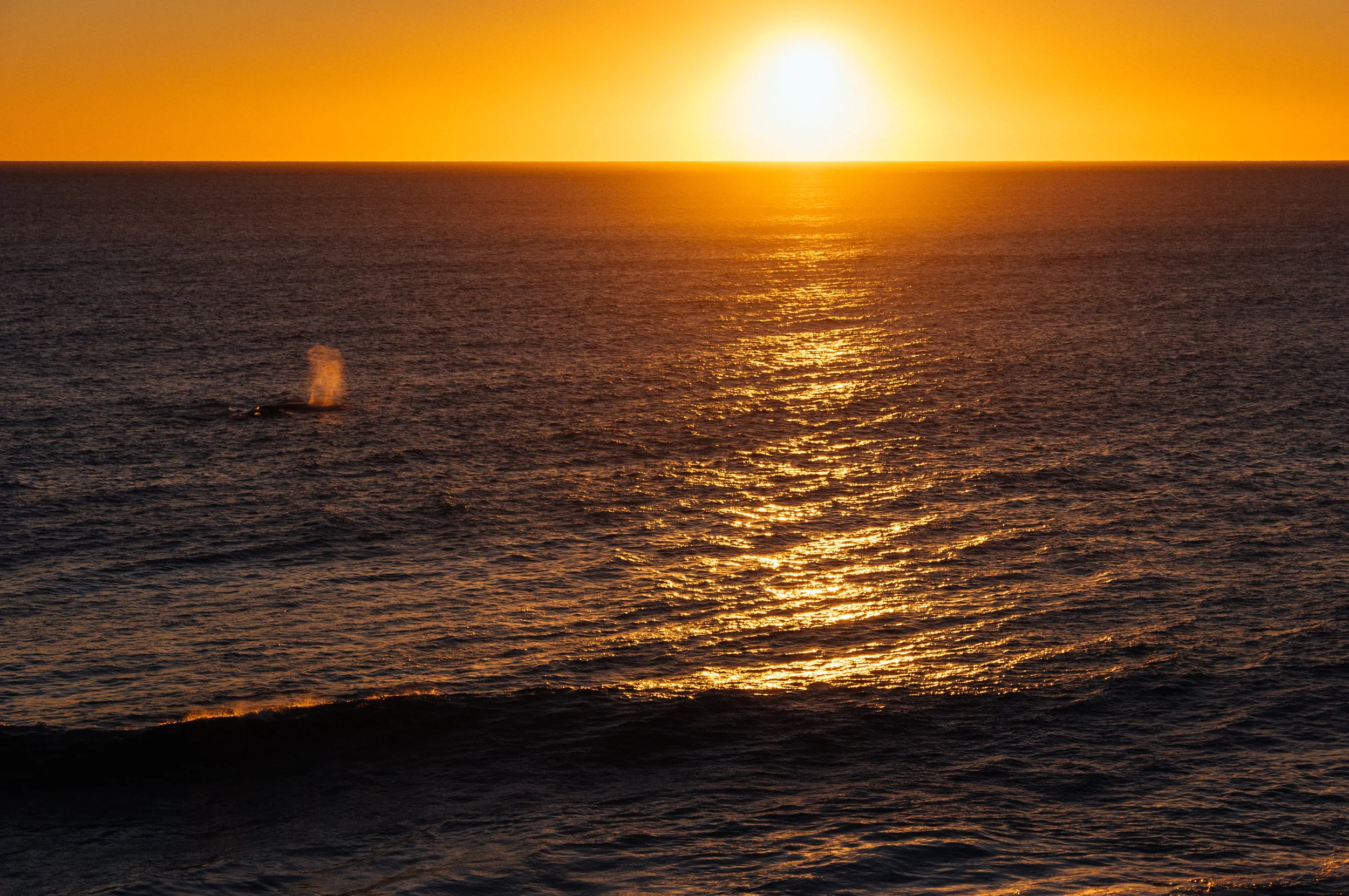 Humpback Whale Migration