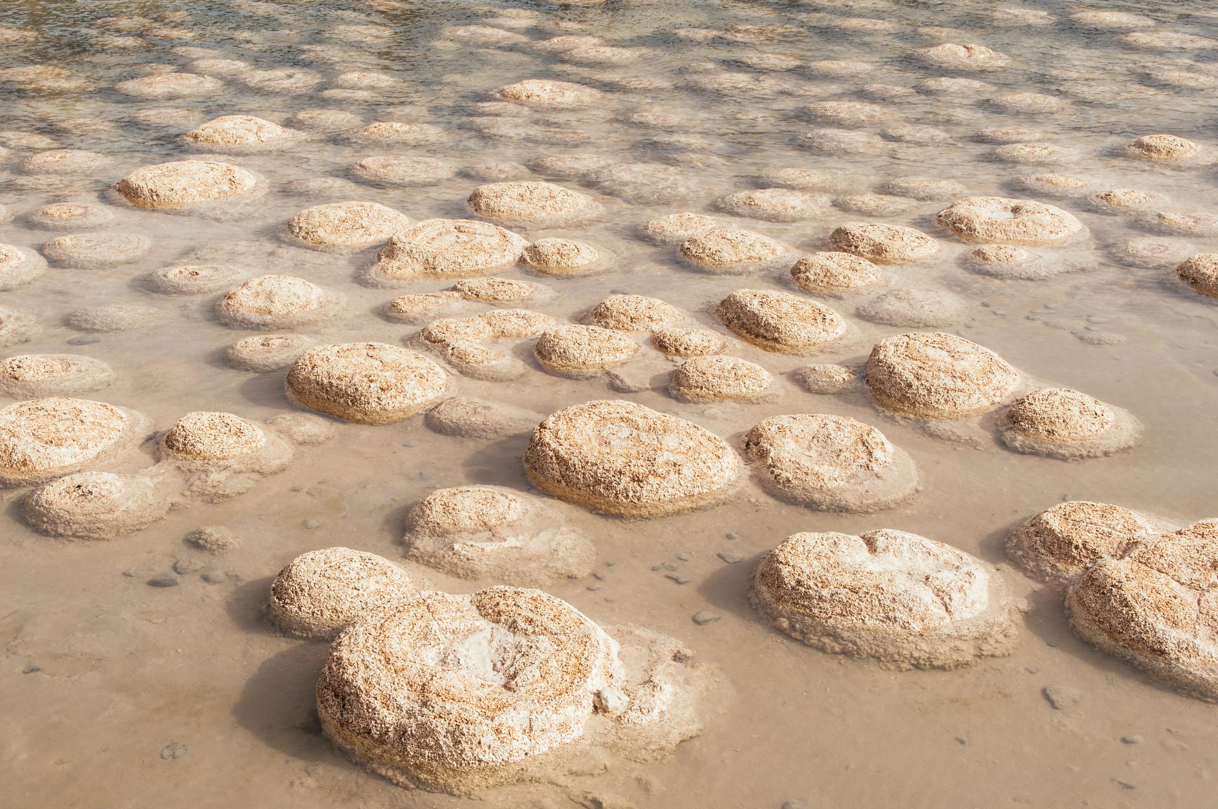 2000 year old Thrombolites