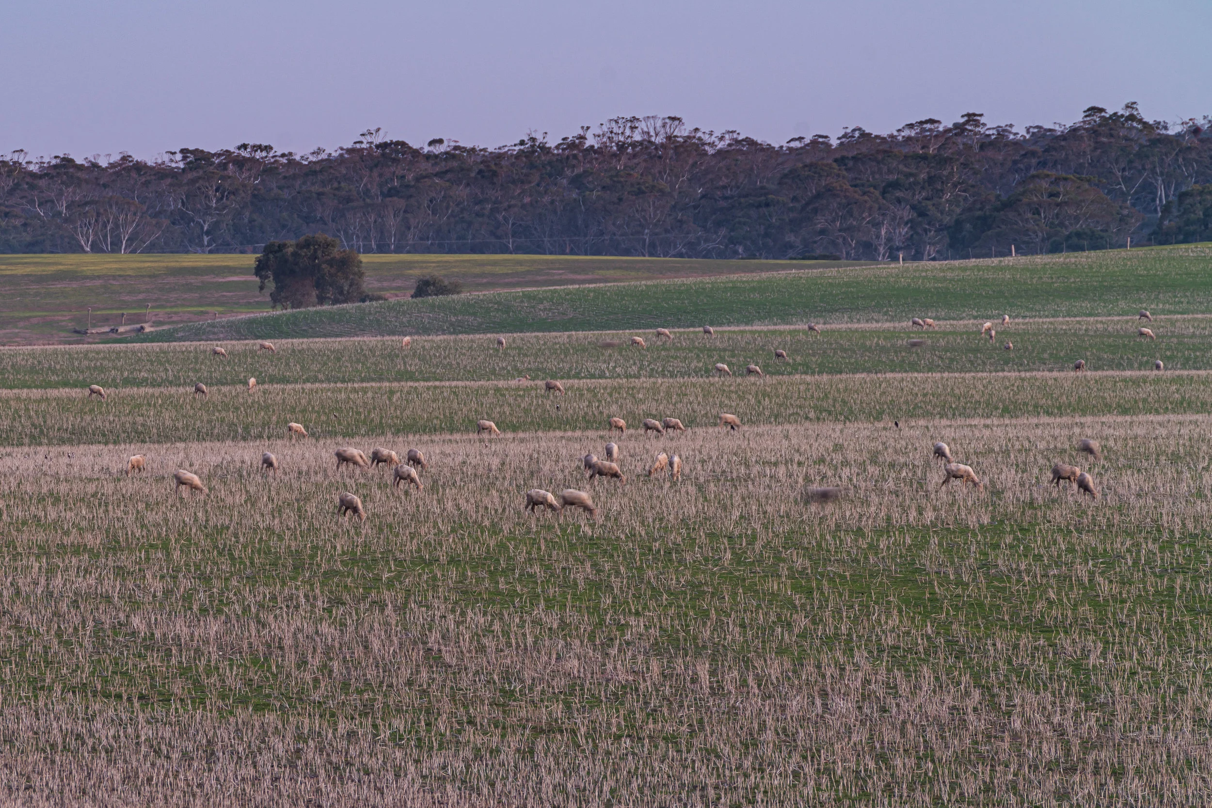 Grazing land back from the beach. Some properties still have intact bushland with beautiful Grandmother Banksias growing on the sandy ridges