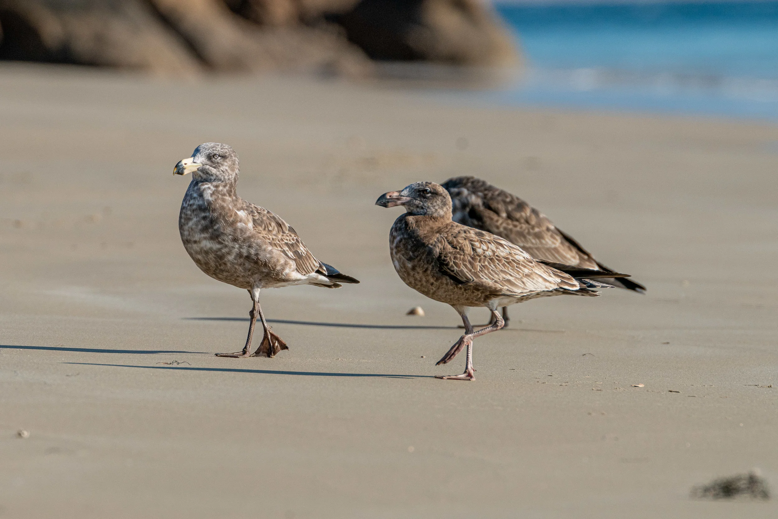 Juvenile Pacific Gulls