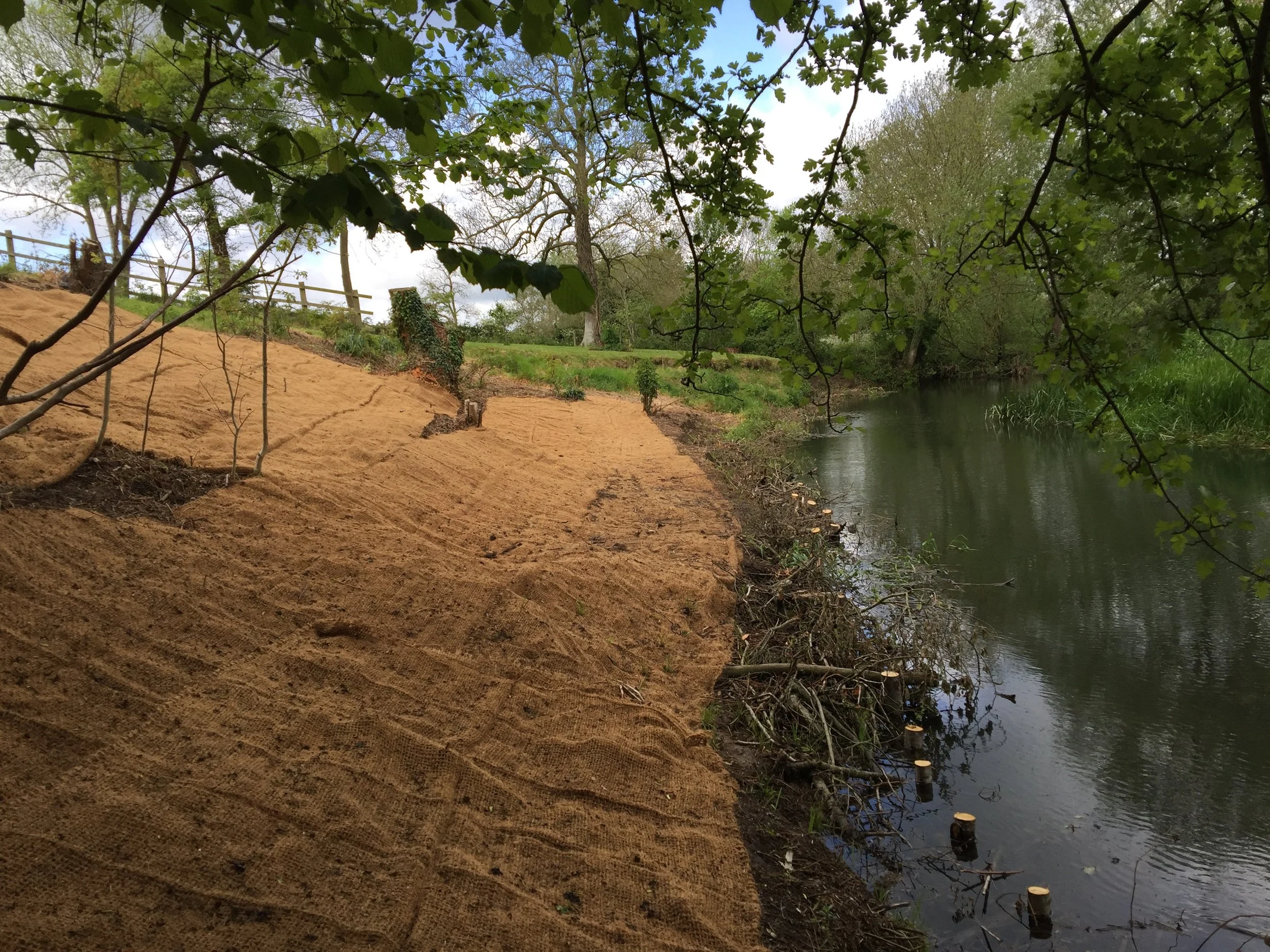 New Bank profile with a natural woven geo-textile and a live willow revetment at the foot of the bank.