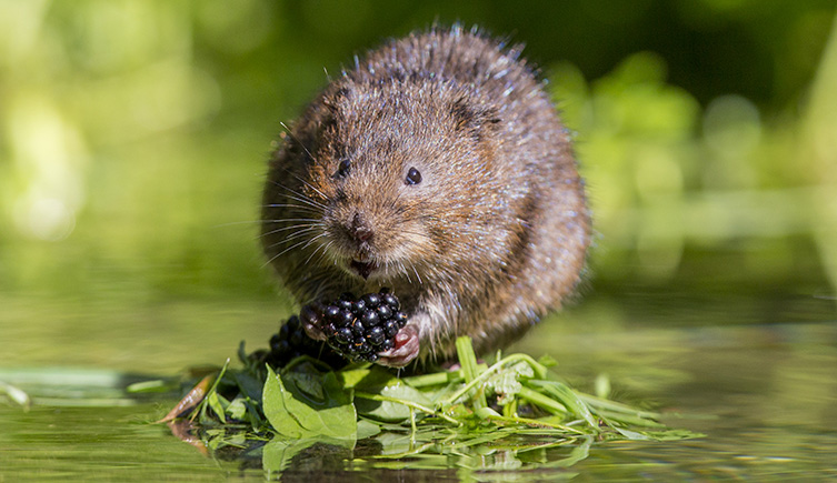 water-vole-arvicola-amphibius-on-leaves-two-column.jpg