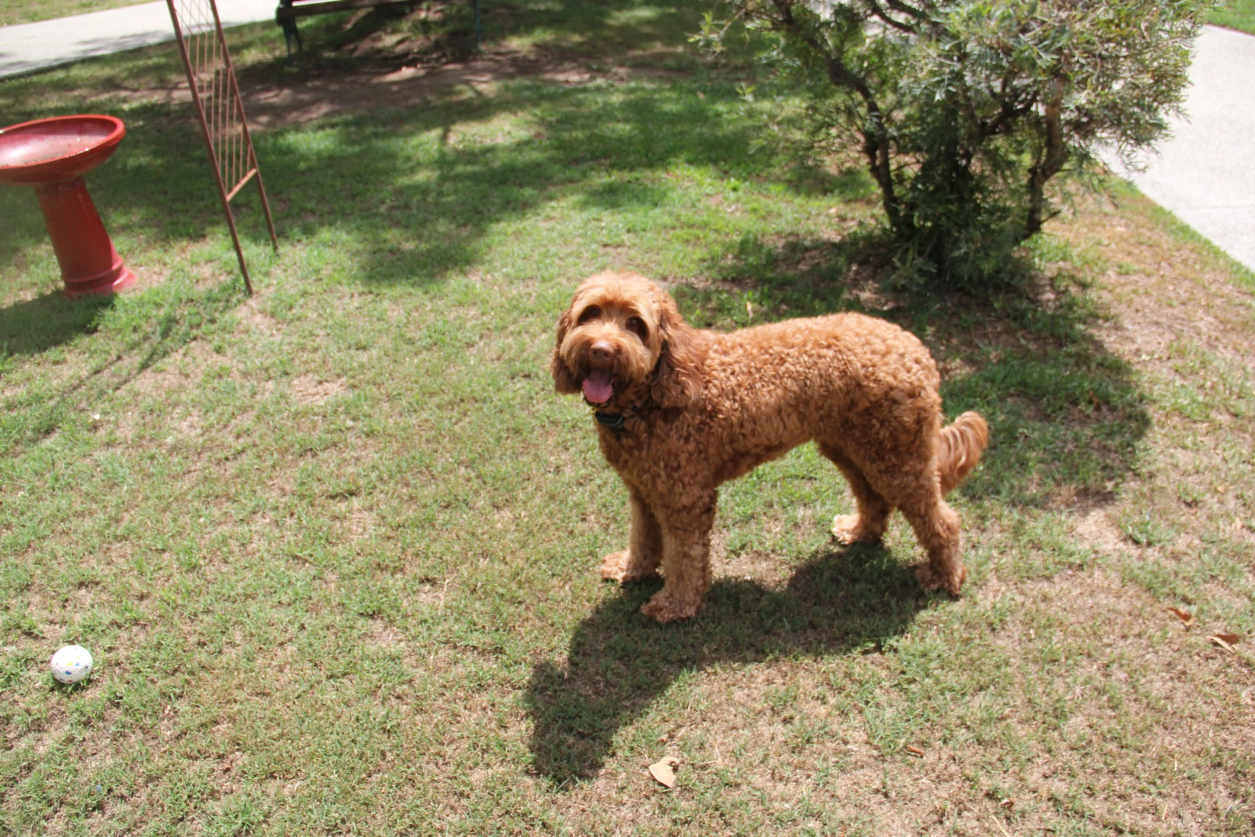 Labradoodle sizes