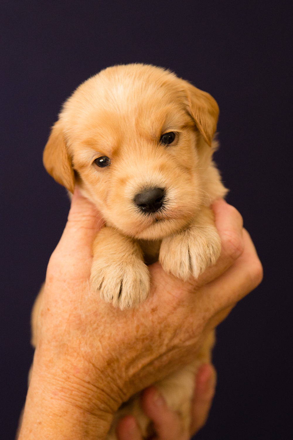 Caralee-Jasmine-Green-Boy-Caralee-Australian-Labradoodles__24A6002.jpg