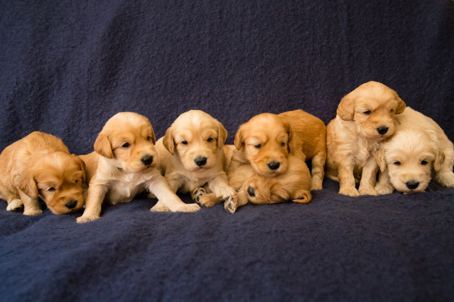 Caralee-Jasmine-Caralee-Australian-Labradoodles__24A6091.jpg