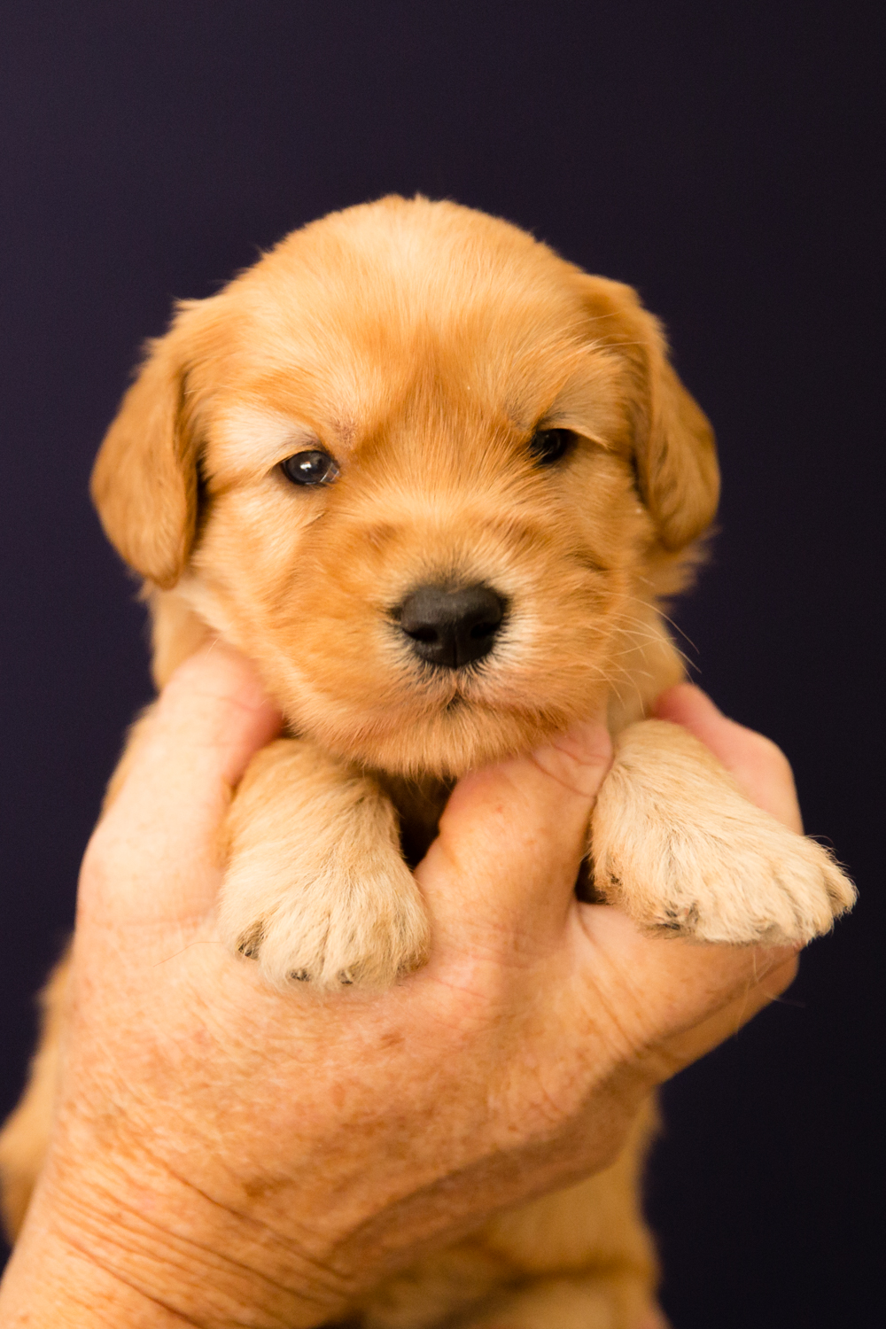 Caralee-Jasmine-Purple-Boy-Caralee-Australian-Labradoodles__24A6010.jpg