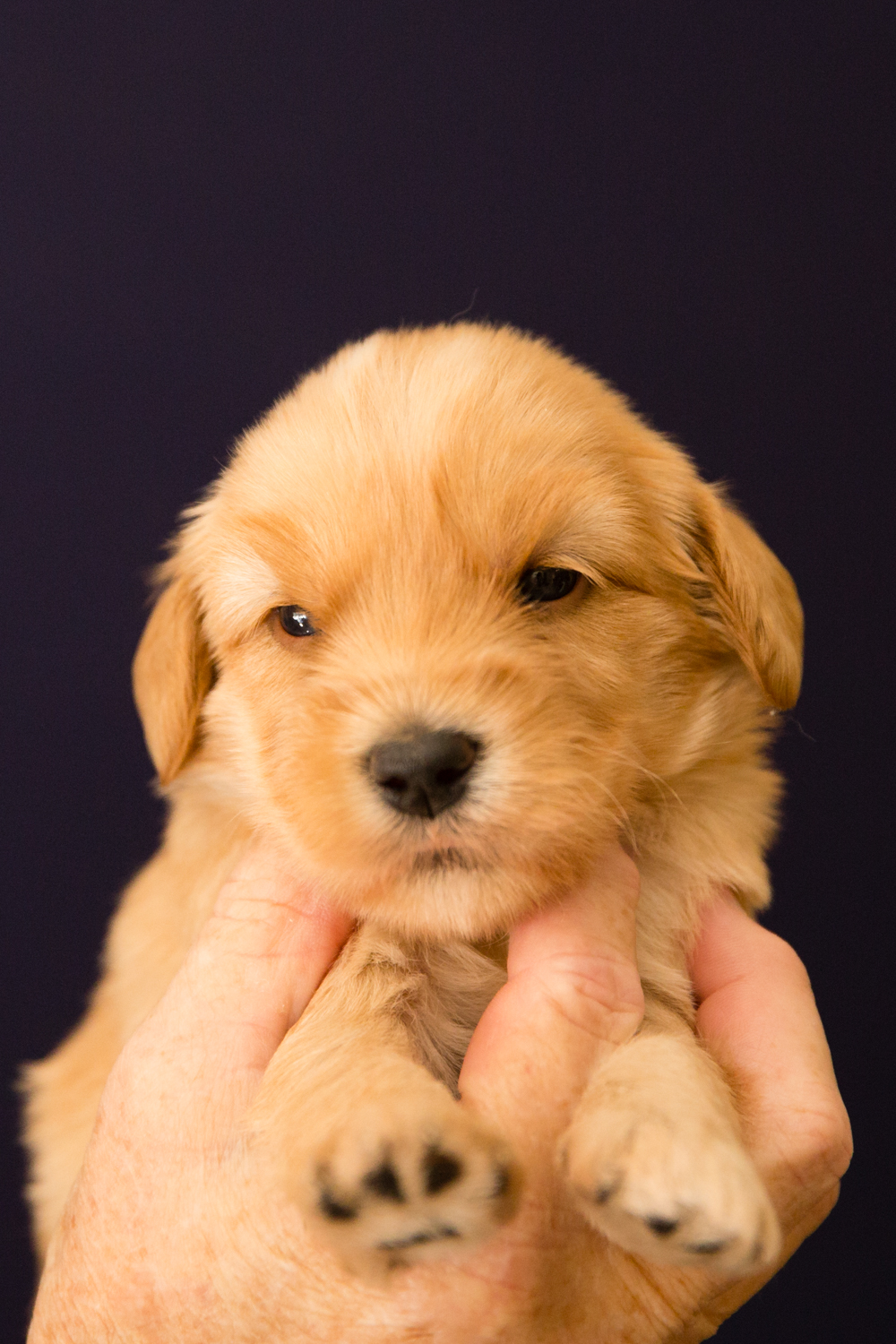 Caralee-Jasmine-Tan-Boy-Caralee-Australian-Labradoodles__24A5993.jpg