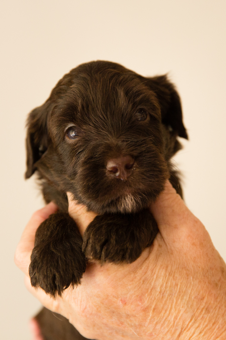 Caralee-Bonnie_chocloate-boy-black-Caralee-Australian-Labradoodles__24A6194.jpg