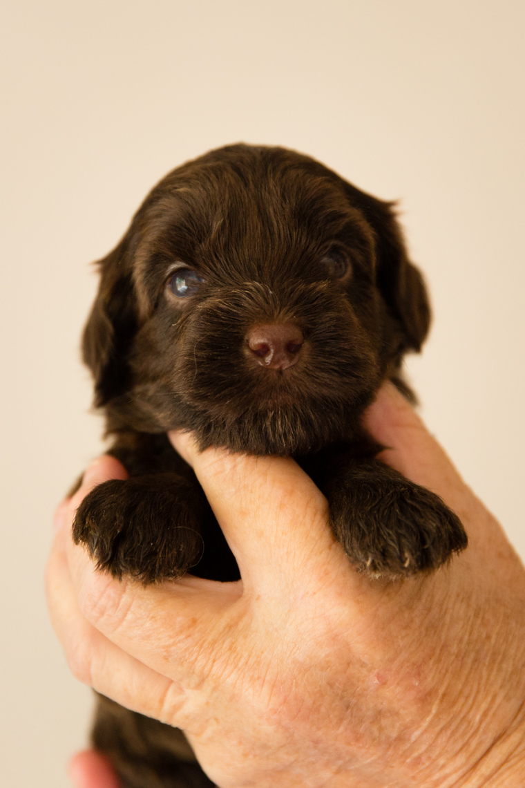 Caralee-Bonnie_red-girl-Caralee-Australian-Labradoodles__24A6193.jpg