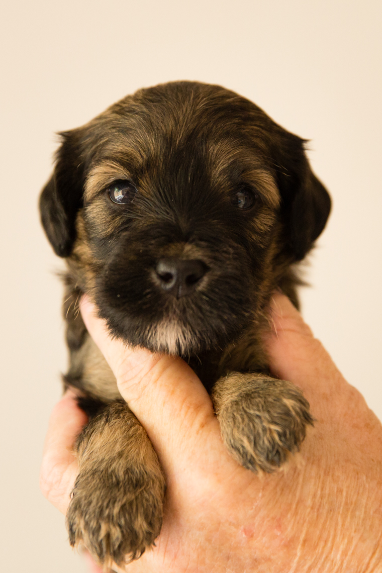 Caralee-Bonnie_sable-girl-Caralee-Australian-Labradoodles__24A6199.jpg