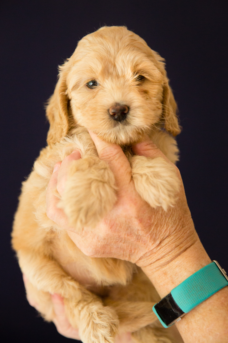 Caralee-Shelby_Blond-Girl-Caralee-Australian-Labradoodles__24A6263.jpg