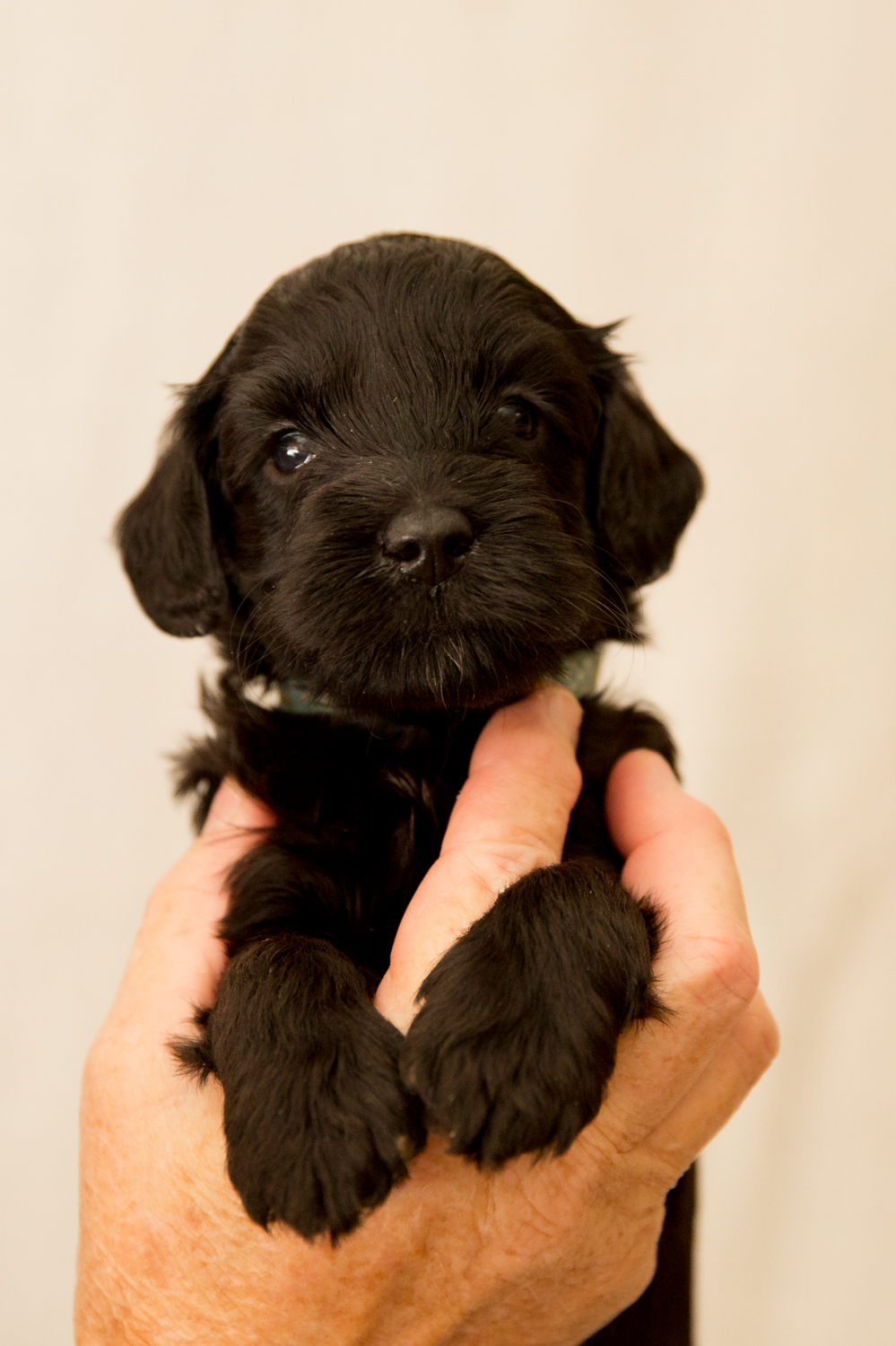 Caralee-Shelby-Blue-Spot-Boy-Caralee-Australian-Labradoodles__24A6036.jpg