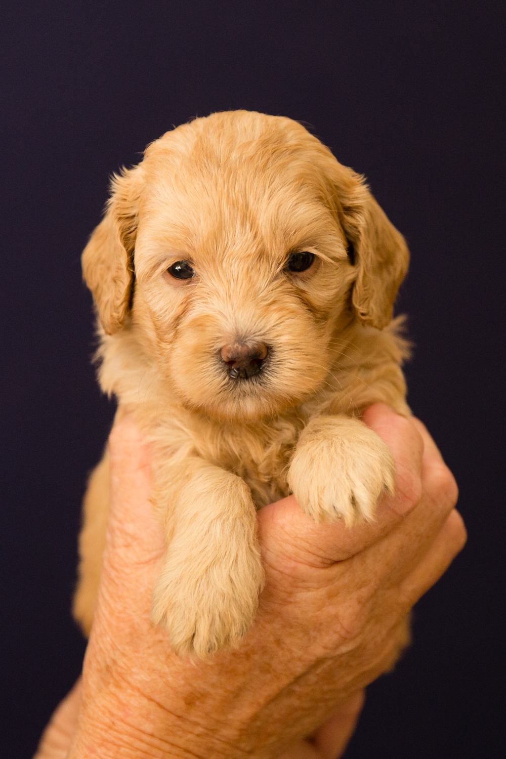 Caralee-Shelby-Caralee-Australian-Labradoodles__24A6015.jpg