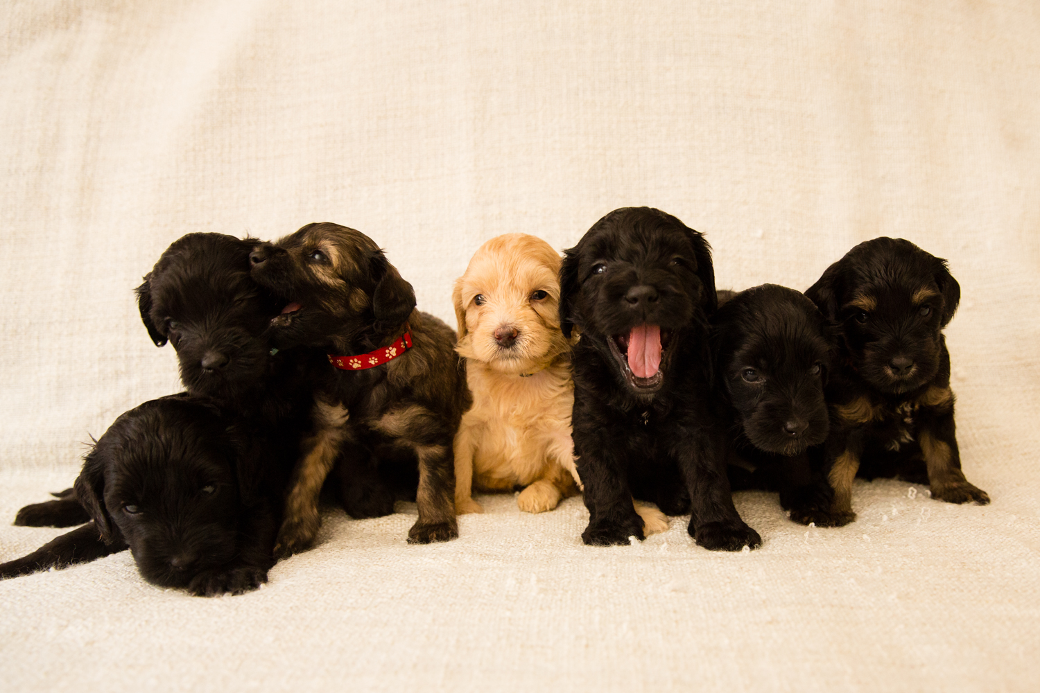 Caralee-Shelby-Caralee-Australian-Labradoodles__24A6153.jpg
