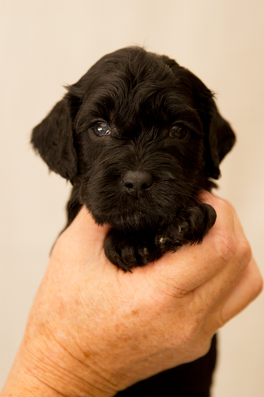 Caralee-Shelby-Green-Spot-Boy-Caralee-Australian-Labradoodles__24A6029.jpg