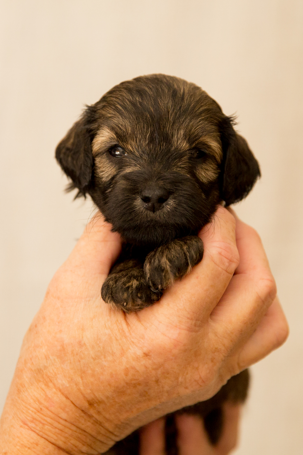 Caralee-Shelby-RedPaws-Girl-Caralee-Australian-Labradoodles__24A6022.jpg