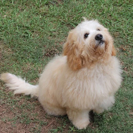 Caralee Teddy