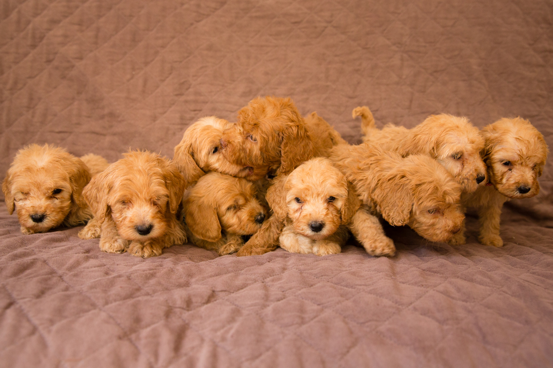 Caralee-Mae's-puppies_01.jpg