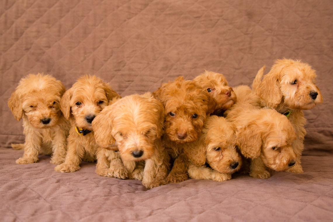 Caralee-Mae's-puppies_02.jpg