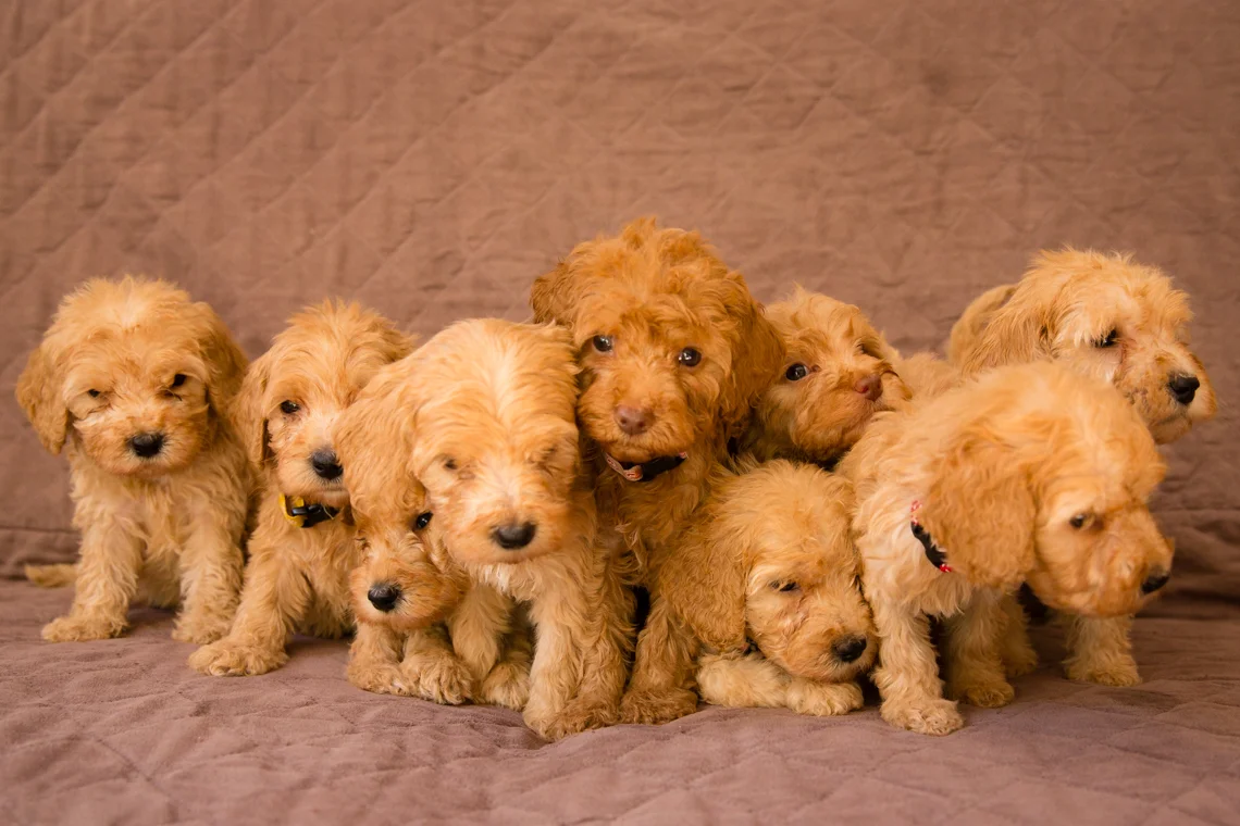 Caralee-Mae's-puppies_04.jpg
