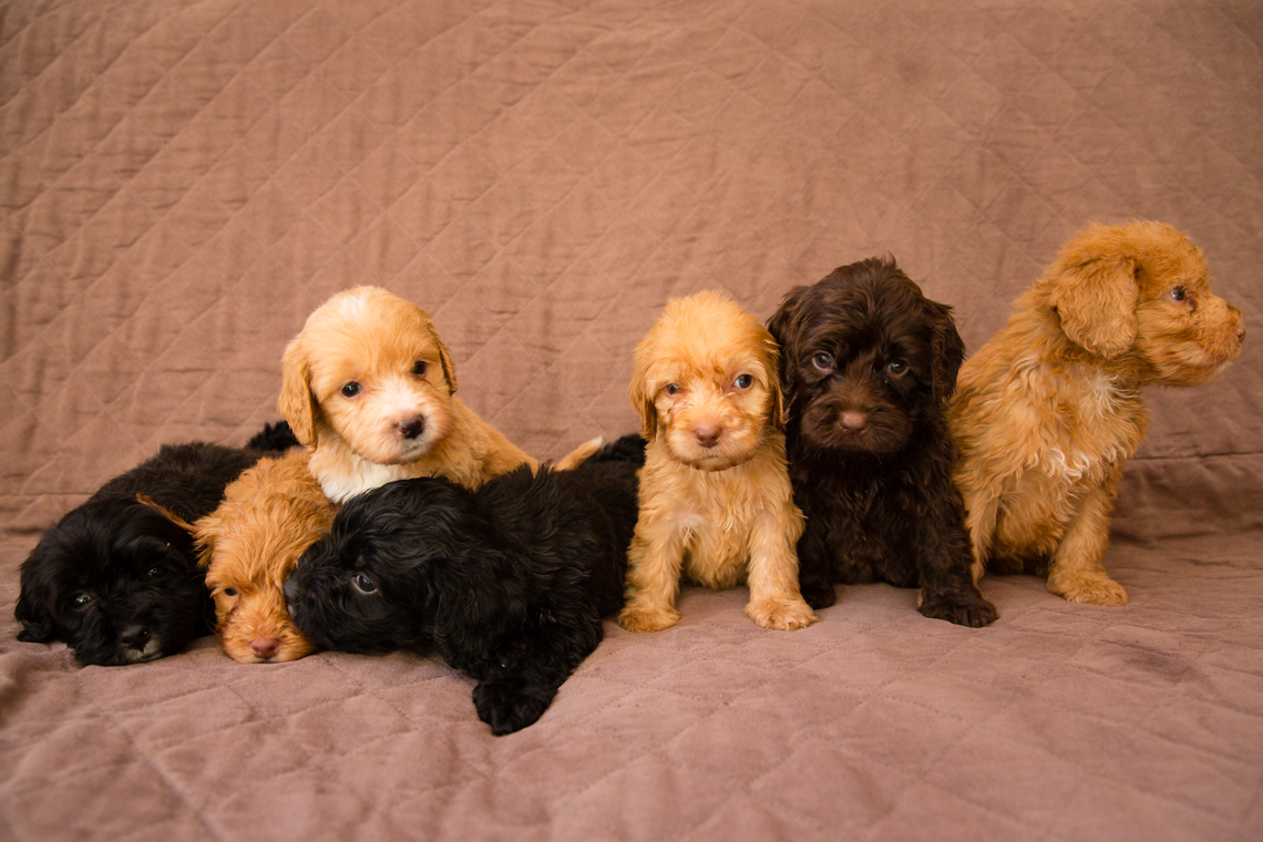 Bellissimo Opal's-puppies_01.jpg