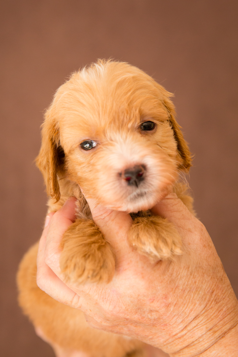 Boy (blue hearts collar)