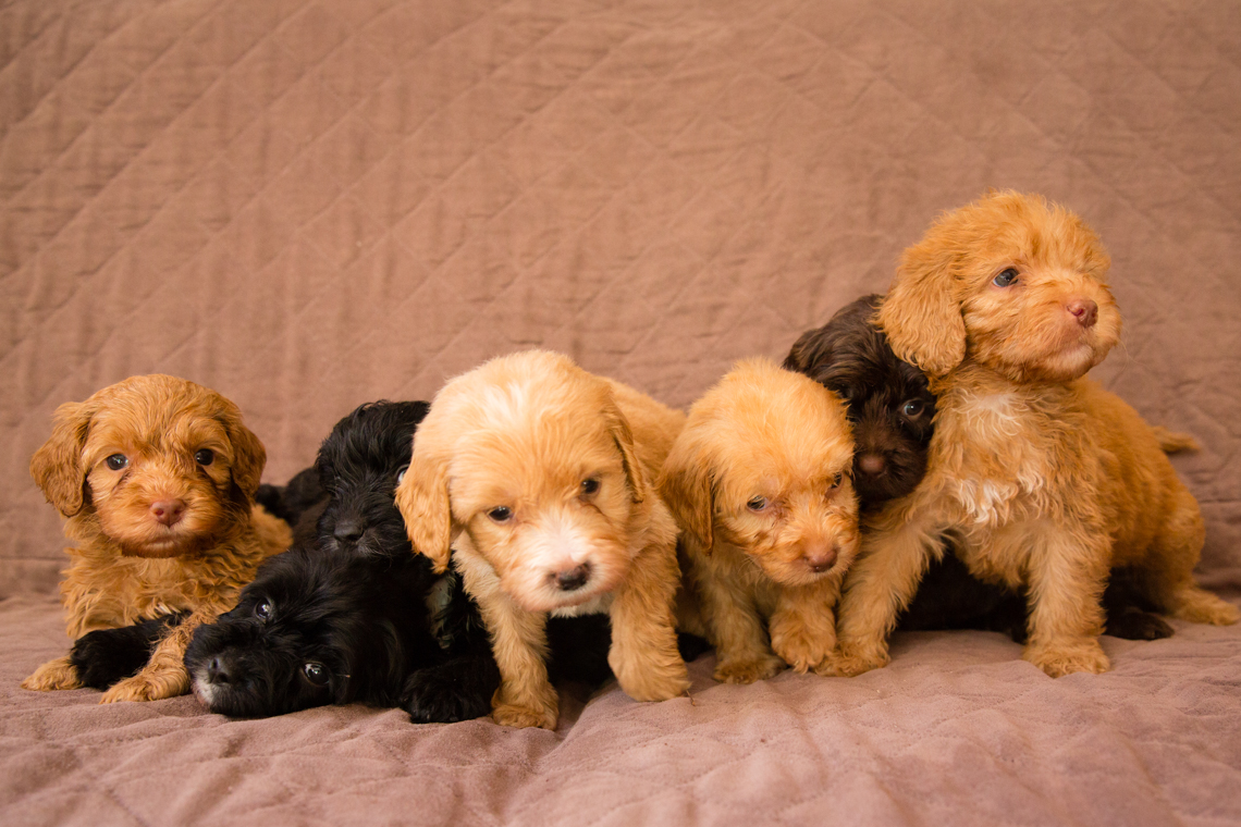 Bellissimo Opal's-puppies_03.jpg