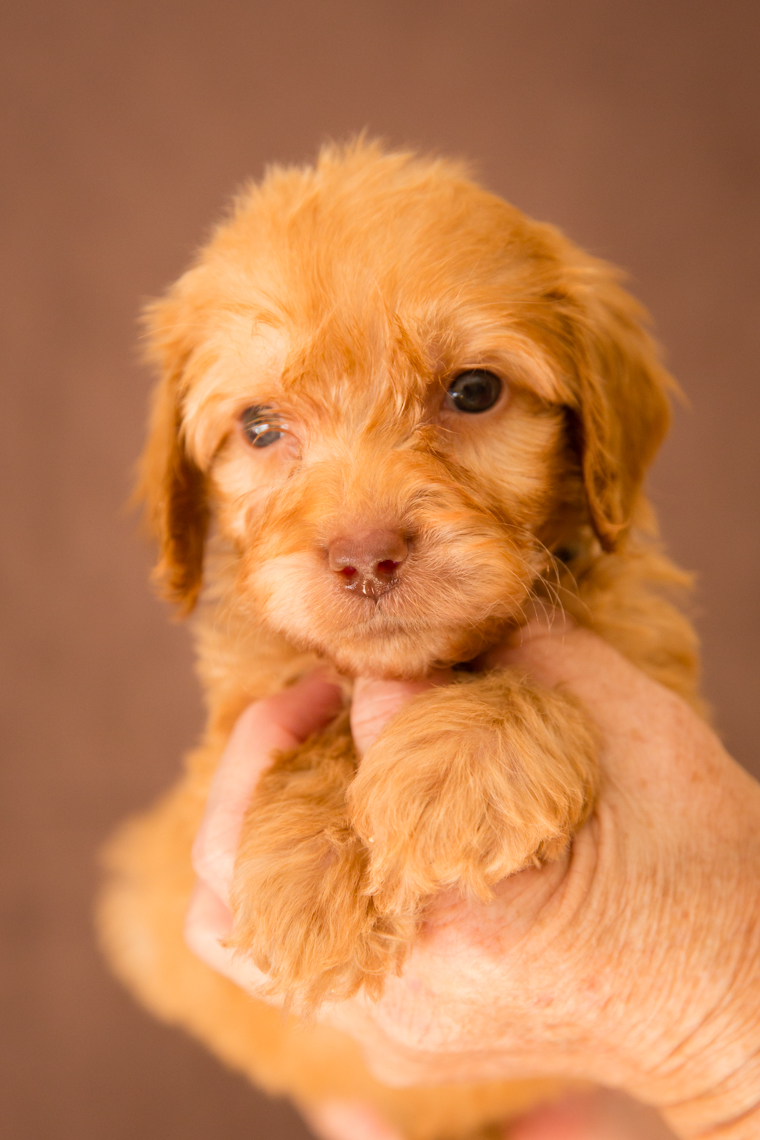 Boy (orange collar)