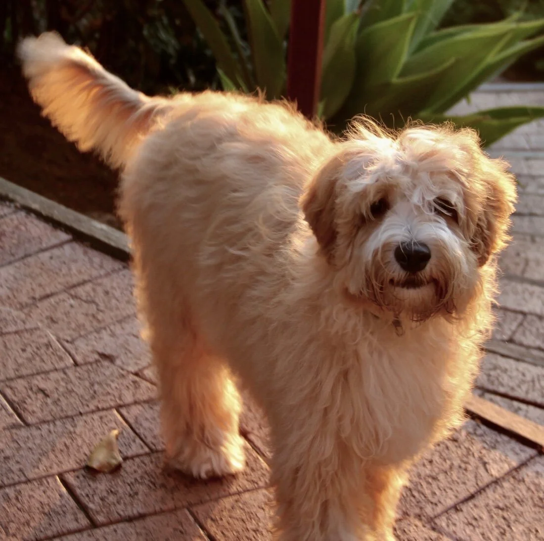 Caralee-Lennie(Winnie)Caralee-Labradoodles.jpg