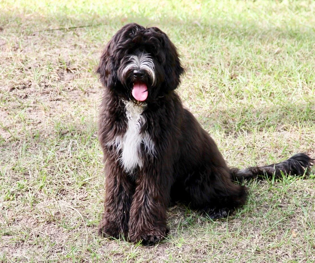 Caralee-Belle(Jedda)Caralee-Labradoodles-IMG_0120.jpg