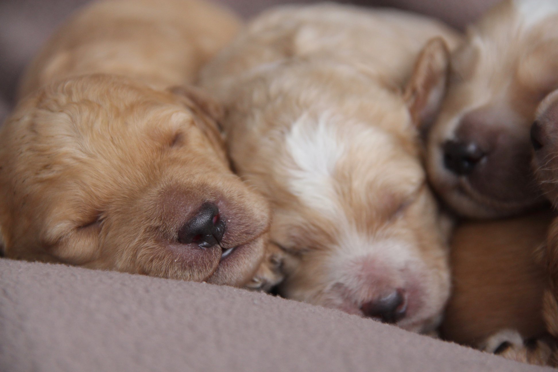 Winnie & Ace5 - Caralee Labradoodles.jpg