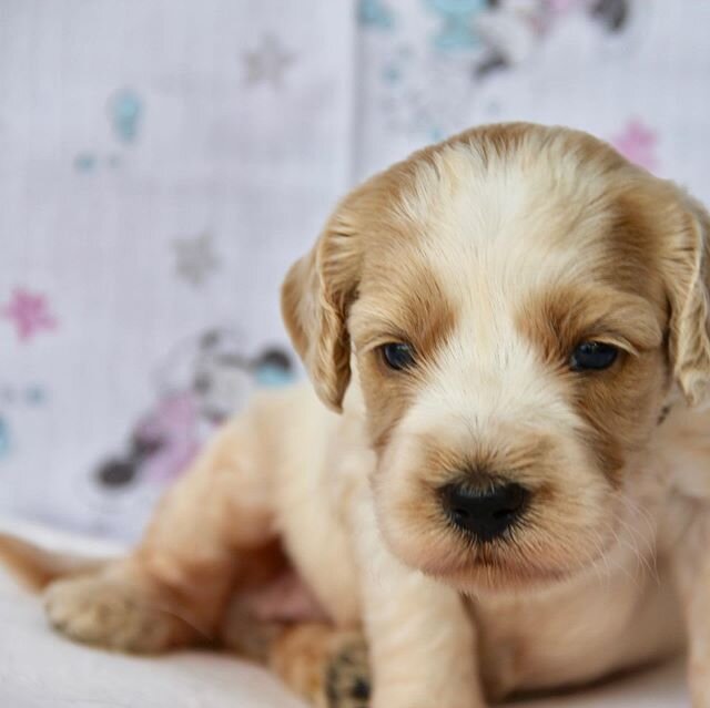 Millie and Scooby stunning litter.