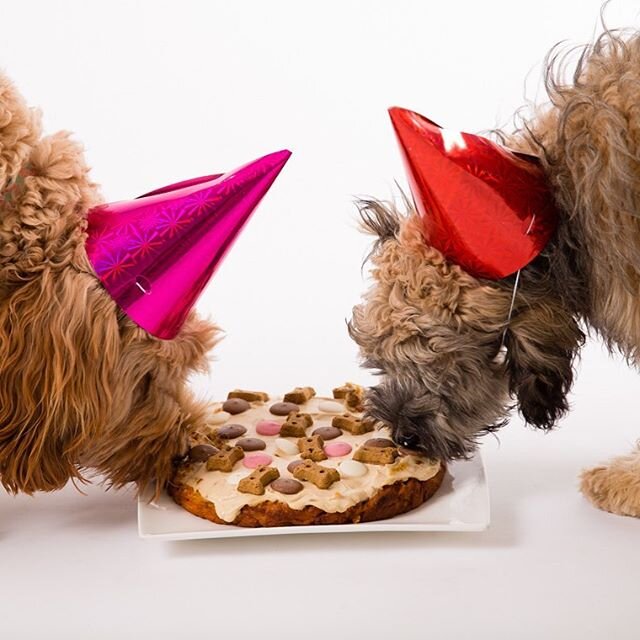 Hands up ✋🏻if you celebrate your paw families birthdays too? Millie (Caralee Maisy) turned 1 on the weekend - that&rsquo;s worthy of a birthday pawty 🐾🐶😍 📷@adventuresofmaxmillienmaisy #labradoodle #brisbanelabradoodles #labradoodlesofinstagram #