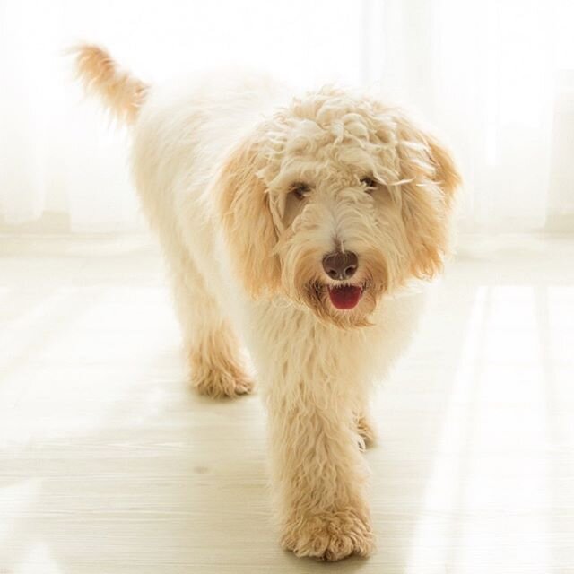 7 month old Caralee Milly posed for some photos today before she gets her first groom.  She is a beautiful and gentle dog who adores gardening  and playing with her favorite toys. 🐶🐾 .
.
.
#brisbanelabradoodlebreeder #caraleelabradoodles #caraleeau