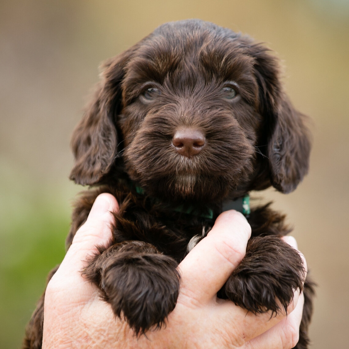 Bella(Sammie)Green-collar-girl.jpg